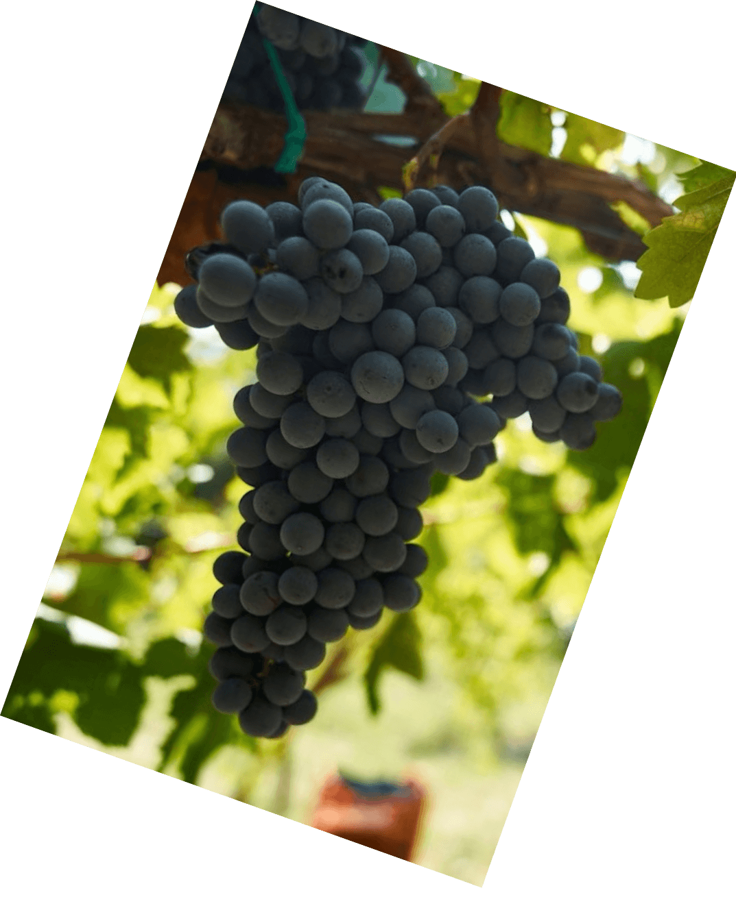 Vinification
